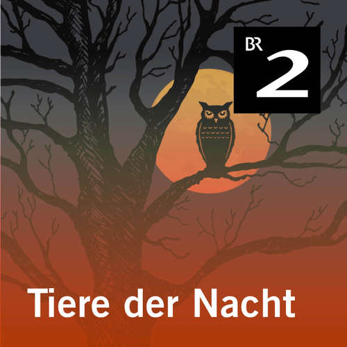 Hoerbuch Tiere der Nacht - Silke Wolfrum - Gerd Lohmeyer Hoerbuch Tiere der Nacht - Silke Wolfrum - Gerd Lohmeyer