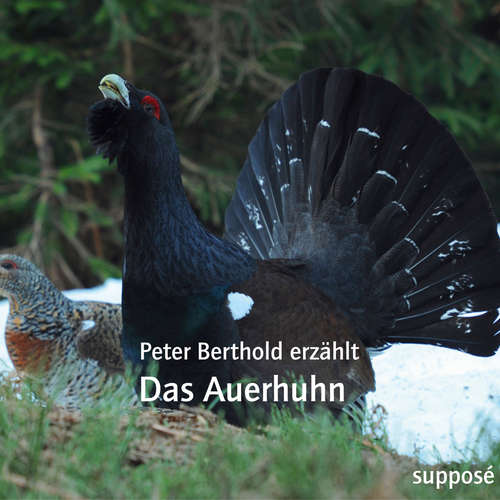 Hoerbuch Das Auerhuhn - Peter Berthold - Peter Berthold