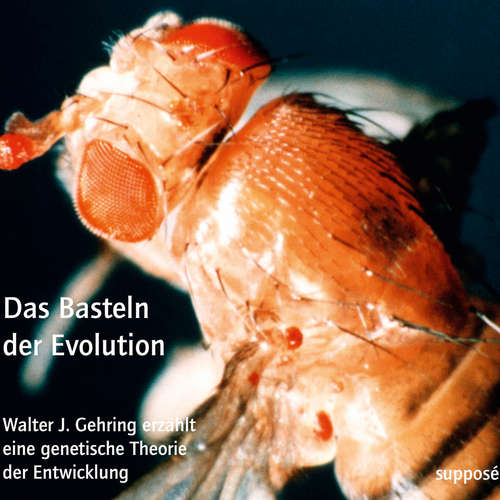Hoerbuch Das Basteln der Evolution - Walter J. Gehring - Walter J. Gehring