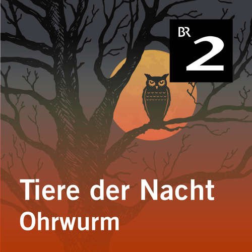 Hoerbuch Tiere der Nacht: Ohrwurm - Silke Wolfrum - Gerd Lohmeyer