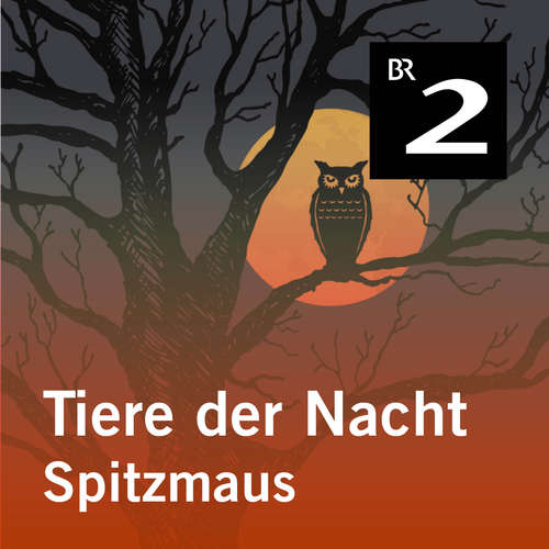 Hoerbuch Tiere der Nacht: Spitzmaus - Silke Wolfrum - Gerd Lohmeyer