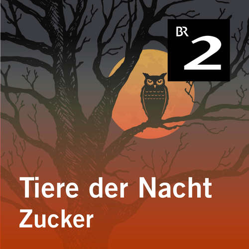 Hoerbuch Tiere der Nacht: Zucker - Silke Wolfrum - Gerd Lohmeyer