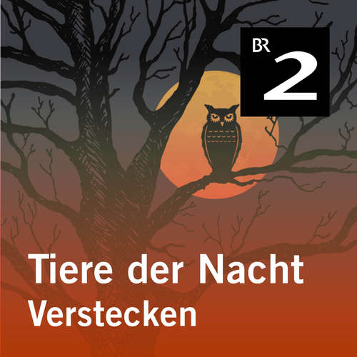 Hoerbuch Tiere der Nacht: Verstecken - Silke Wolfrum - Gerd Lohmeyer