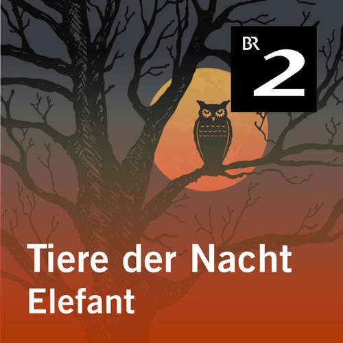 Hoerbuch Tiere der Nacht: Elefant - Silke Wolfrum - Gerd Lohmeyer