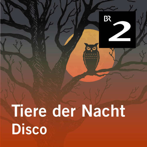 Hoerbuch Tiere der Nacht: Disco - Silke Wolfrum - Gerd Lohmeyer