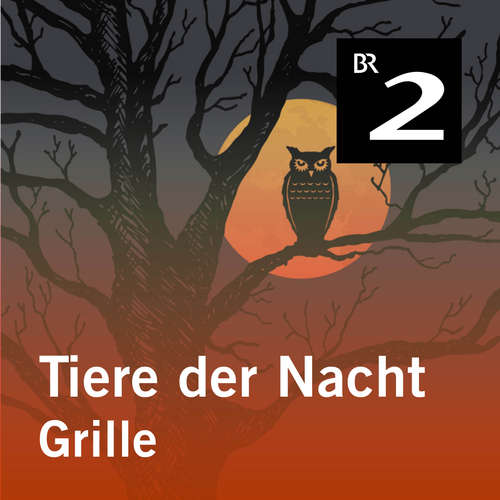 Hoerbuch Tiere der Nacht: Grille - Silke Wolfrum - Gerd Lohmeyer