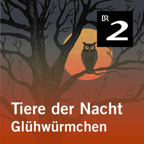 Hoerbuch Tiere der Nacht: Glühwürmchen - Silke Wolfrum - Gerd Lohmeyer