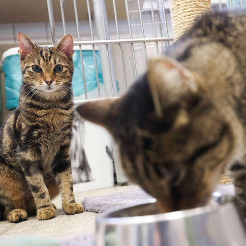 Tierheim - Tieren in Not ein Zuhause geben