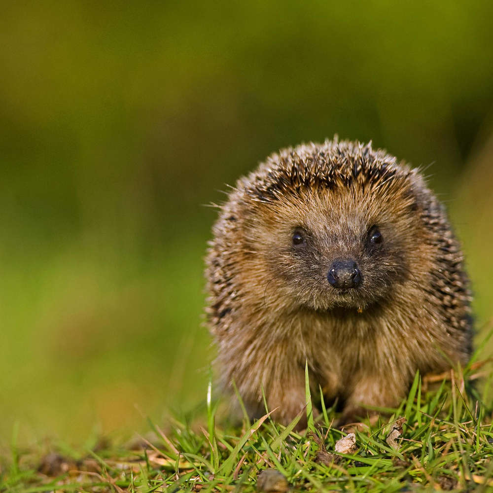 Der Igel - Stachliger Überlebenskünstler