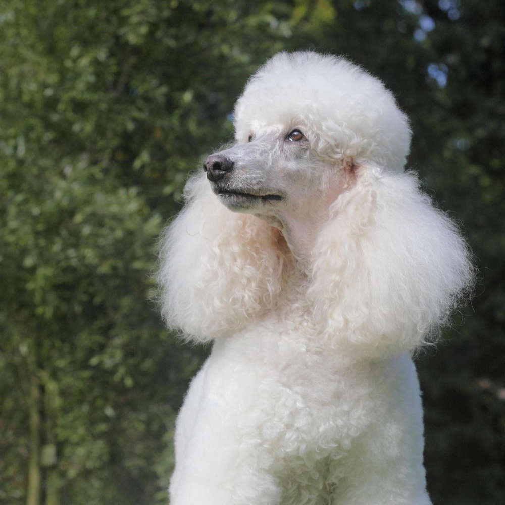 Schopenhauers Pudel, Nietzsches Adler - Tiere in der Philosophie