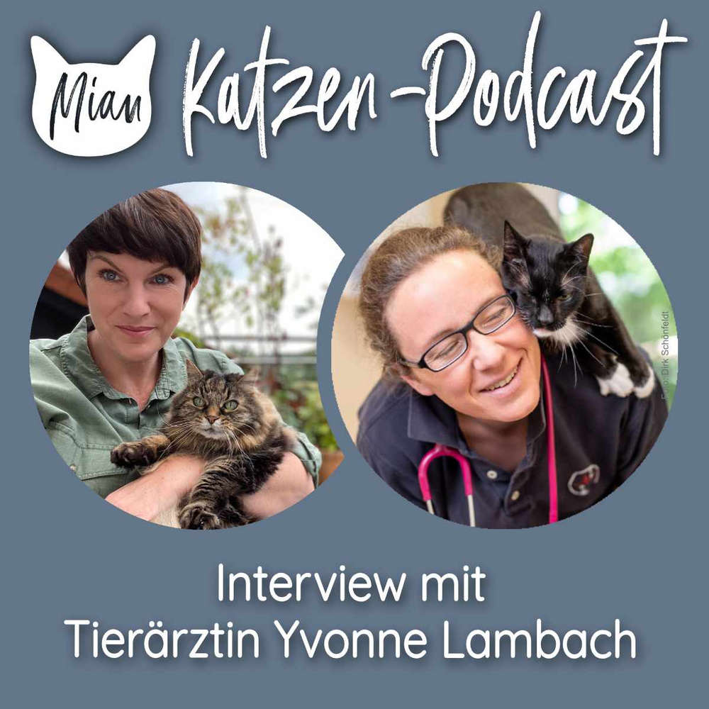 085 Insektenstiche bei Katzen - Interview mit Tierärztin Yvonne Lambach